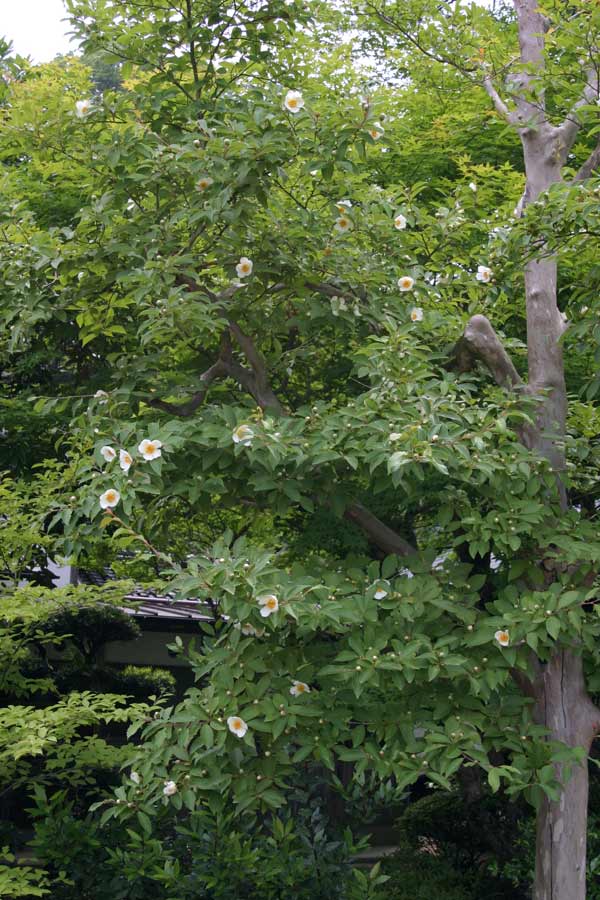 宗教法人日蓮宗一乗山経王寺 沙羅双樹